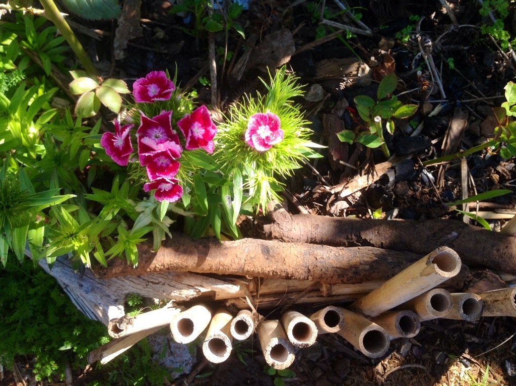 Gozdziczek kamienny uratowany ze smietniska