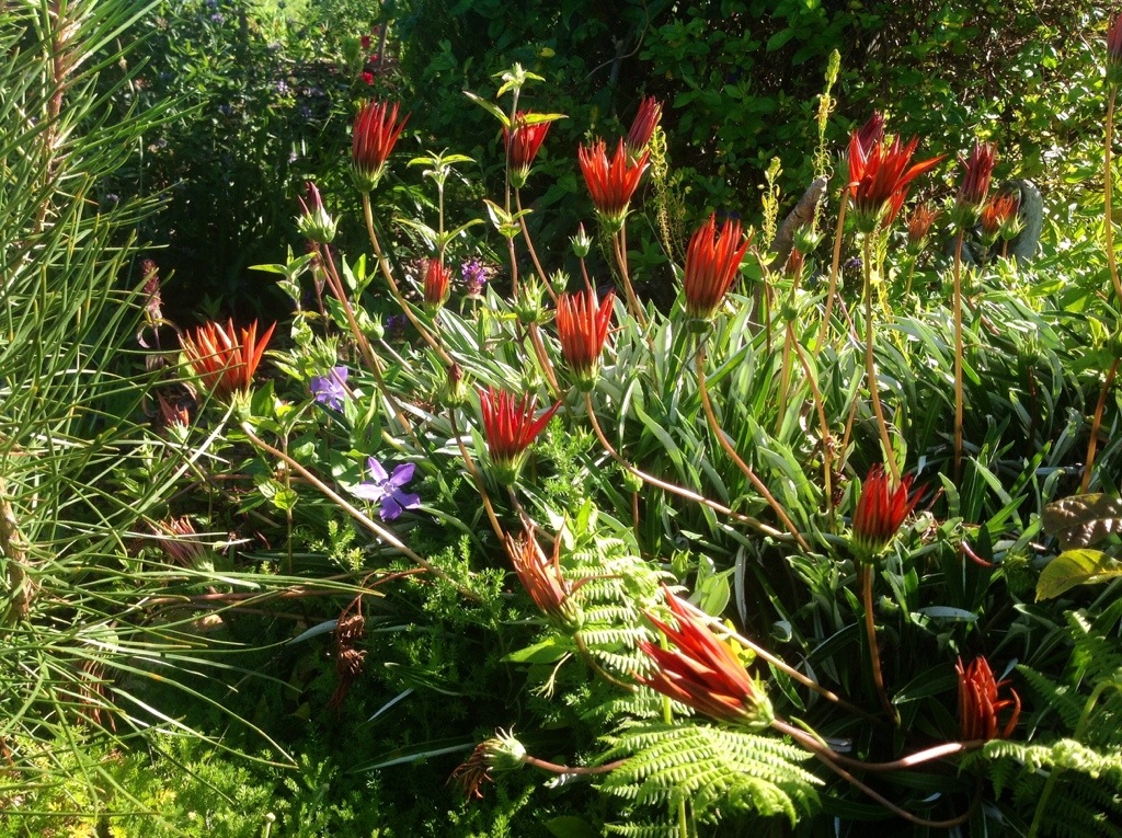Gazania rano zamknieta, otwiera sie w poludnie