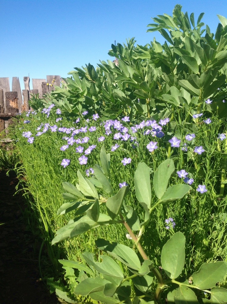Len i bob kochaja sie wzajemnie