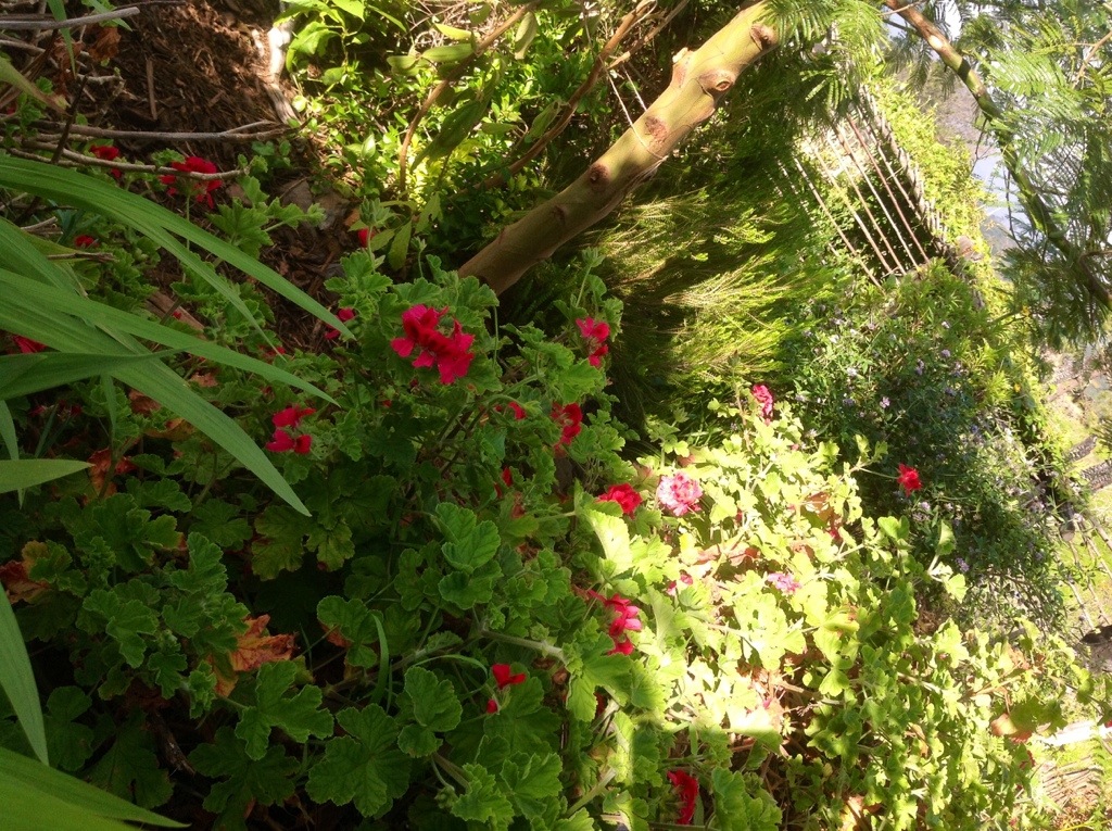 Drzewo od Magdaleny Granos ma juz taka grubosc! Rosnie najszybciej 