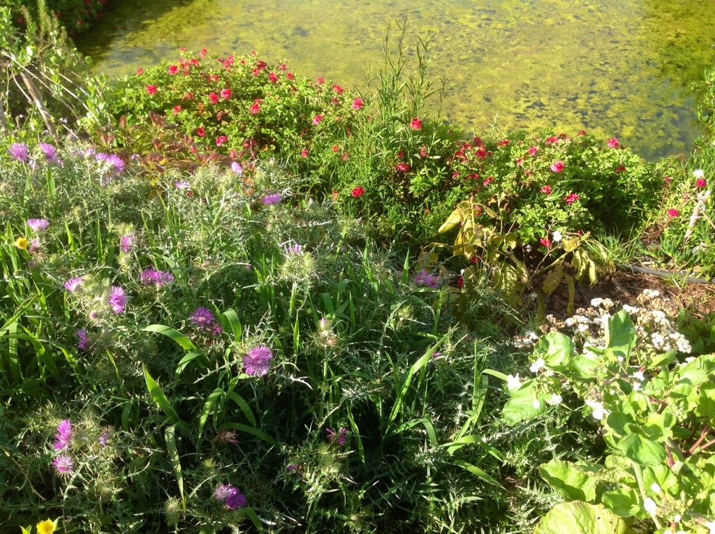 Osty tutejsza odmiana nad stawem pelargonie