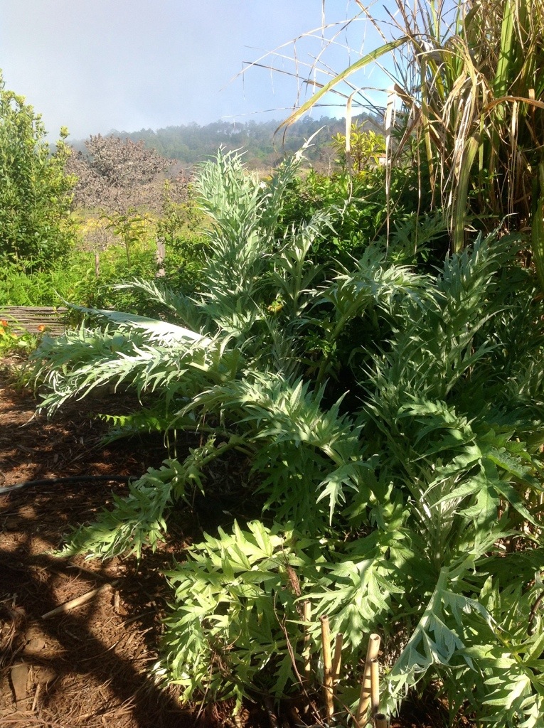 karczochy i ich inna odmiana