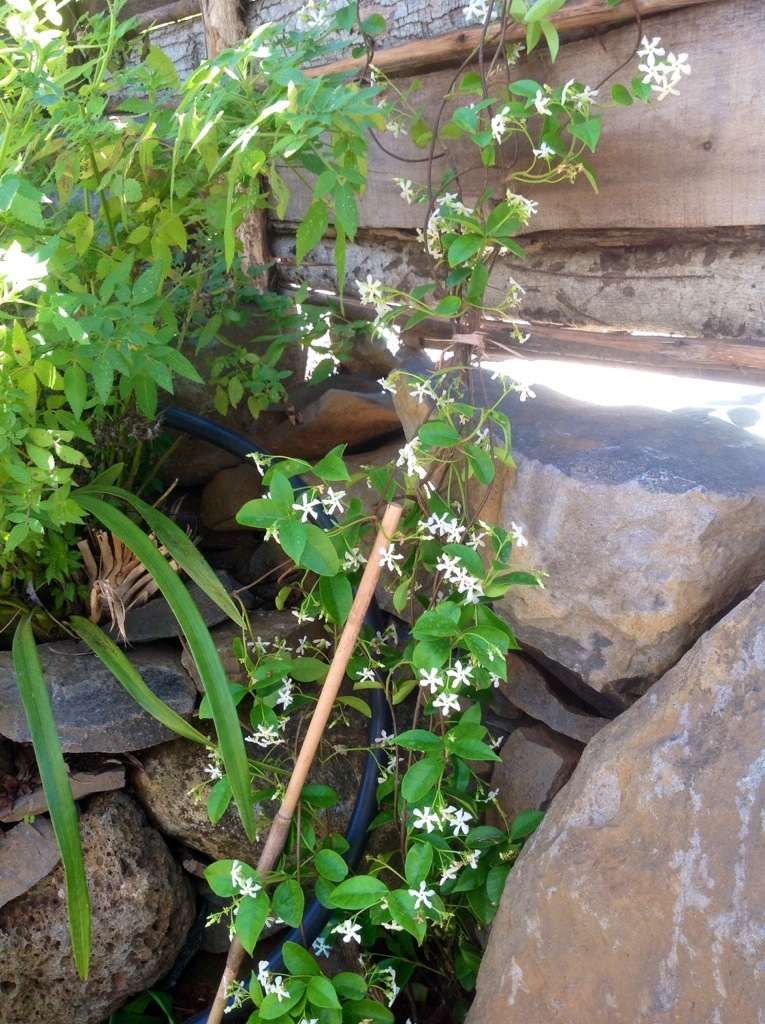 jasmin druga odmiana, jak widzicie ma mniejsze kwiatuszki