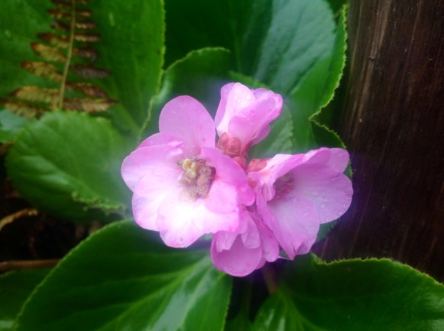 aura_roslin_bucardi1