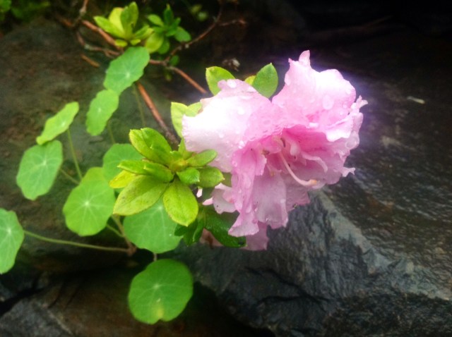 aura_roslin_bucardi2