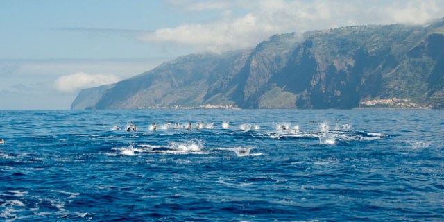 Czy widac tutaj las?